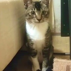 【緊急】飼主が介護施設へ…くつ下はいたキジ白さん　プリンちゃん