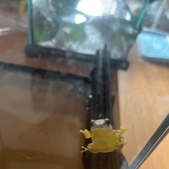 ヤエヤマアオガエル　