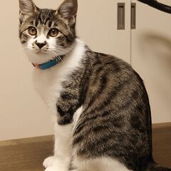 （お見合い決定　一旦中断します）スリゴロ　ごろスリ「モニ♂」 - 猫