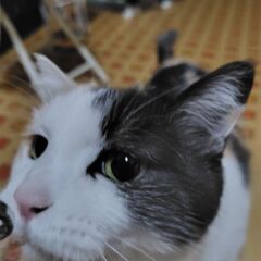 里親様が決まりそうなので募集中止します
