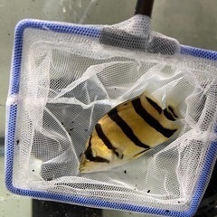 フォーバーダトニオ　2匹