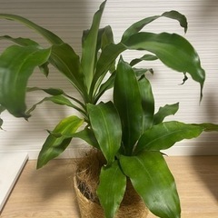 鉢カバー付き 幸福の木の画像