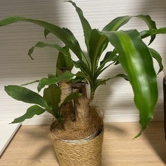 鉢カバー付き 幸福の木