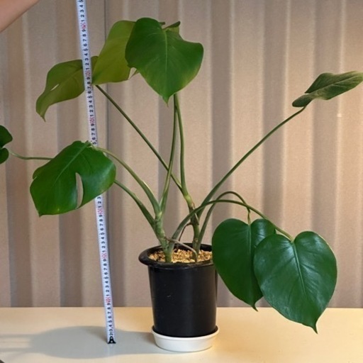 モンステラ観葉植物70cm