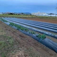 【堺市】ビニールハウス貸して下さい