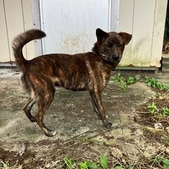 琉球犬　約1歳2ヶ月　オス