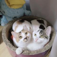 【里親さま決定】ずっと一緒に♡仲良し兄妹
