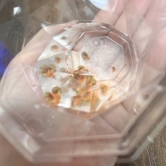 【ご近所配送可】レッドラムズホーン　10匹＋補償用1匹の画像