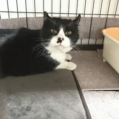庭に迷い込んできた猫ちゃんを保護しました。可愛がってくださる方募...