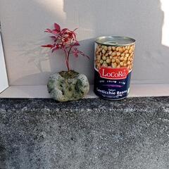 真っ赤な 南天　 紅葉中