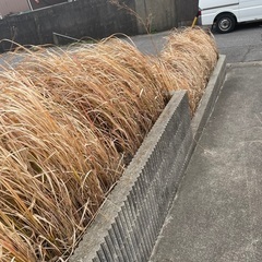 草抜き