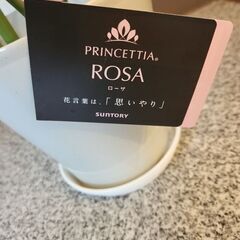 プリンセチア(ローザ）の画像