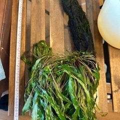 アクアリウム一式の画像