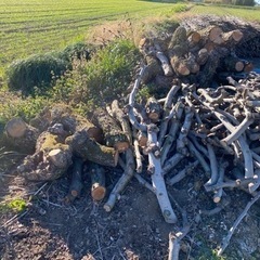 梨の側枝 原木の画像