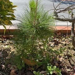 琉球松　苗
