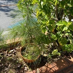 琉球松　苗