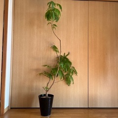 【エバーフレッシュ】