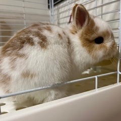 ネザーランドウサギ