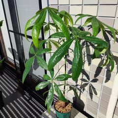 パキラ（鉢受け皿＆キャスターも付けれます）の画像