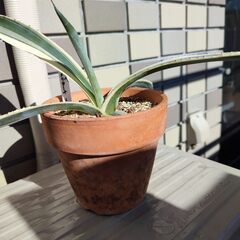 アガベアメリカーナ メリオピクタの画像