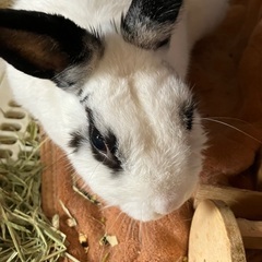 パンダみたいなうさぎの男の子／推定6歳