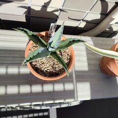 アガベエクスパンサ メリオピクタの画像