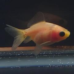 🐟激カワ😍KOMUいろFARM ショートテールパンダ琉金　約4セ...