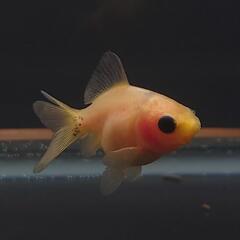 🐟激カワ😍KOMUいろFARM ショートテールパンダ琉金　約4センチ前後 可愛いサイズから育成、観賞楽しんで下さい❗№003の画像