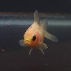 🐟激カワ😍KOMUいろFARM ショートテールパンダ琉金　約4センチ前後 可愛いサイズから育成、観賞楽しんで下さい❗№003の画像
