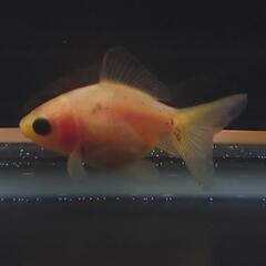 🐟激カワ😍KOMUいろFARM ショートテールパンダ琉金　約4センチ前後 可愛いサイズから育成、観賞楽しんで下さい❗№003の画像
