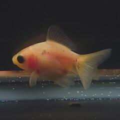 🐟激カワ😍KOMUいろFARM ショートテールパンダ琉金　約4センチ前後 可愛いサイズから育成、観賞楽しんで下さい❗№003の画像