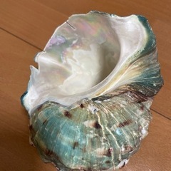 夜光貝の画像