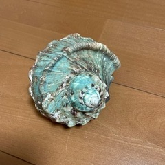 夜光貝