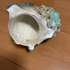 夜光貝の画像