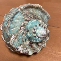 夜光貝の画像