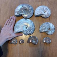 アンモナイト化石 8個　マダガスカル産