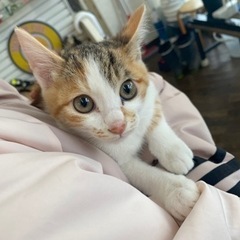 お家で産まれたこねこちゃん達の里親さん決まりました！