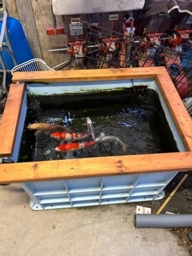 錦鯉　飼育セット　生体