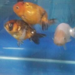 金魚、飼育器具無料で差し上げますの画像