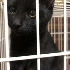 黒猫ちゃん