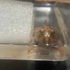 クランウェルツノガエル　飼育セットの画像