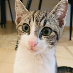 子ネコの里親募集　生後3か月男の子