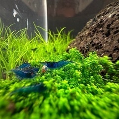 ベルベットダークブルーシュリンプの画像