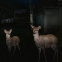 (相談中のため一旦停止中) 庭にいる鹿をどうにかしてほしい…。