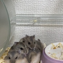 ジャンガリアンハムスター、パールホワイト、