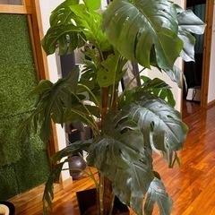 モンステラ　フェイク