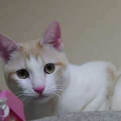 【ご家族様決まりました♫】珍しい柄の茶多くん★