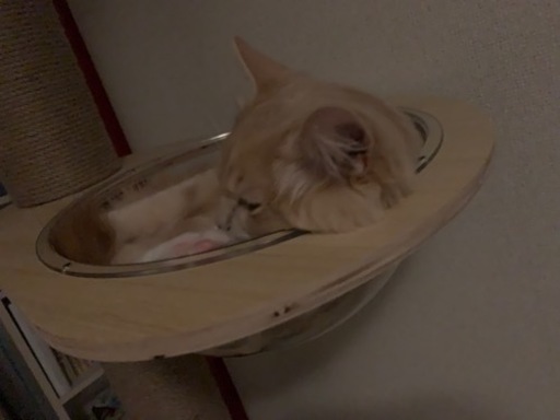 キャットタワー