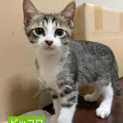 里親さま決定！ 人馴れバツグン♡仲良し３兄妹
