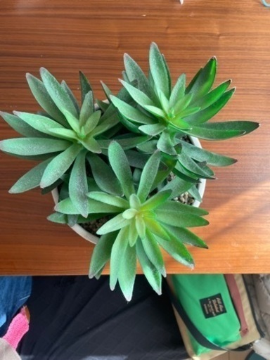 造花観葉植物